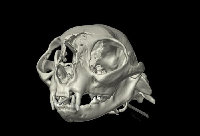 skull diagnostic image