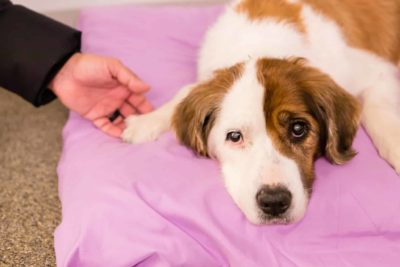 A dog lying on a bed