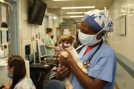 A veterinarian with a happy dog