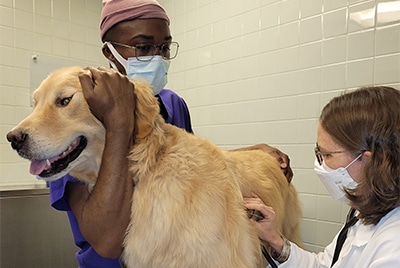 Listening to a dog's heart