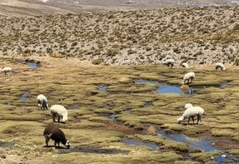 Camelids in Peru