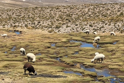 Camelids in Peru