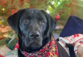 A black lab in front of a Christmas tree