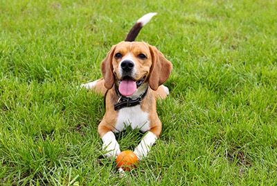 dog on grass