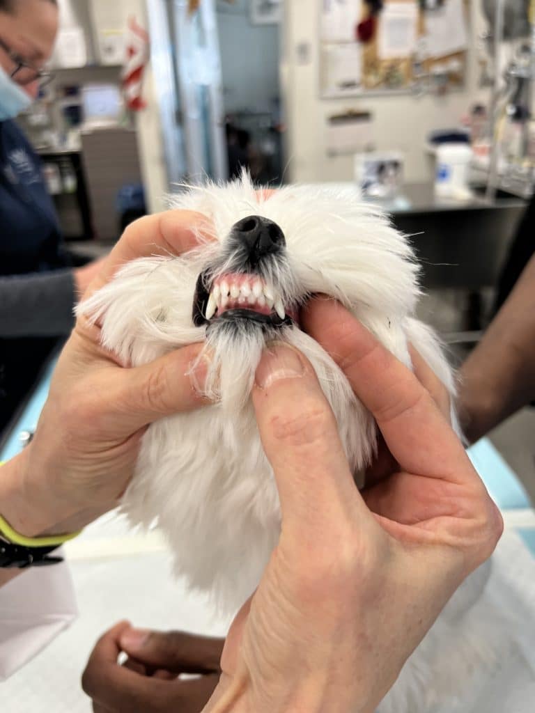 Dog's mouth after removal of retained deciduous teeth.