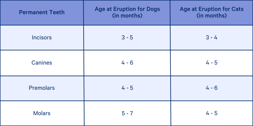 Deciduous Baby Teeth In Pets The Animal Medical Center deciduous-baby-teeth-in-pets-the-animal-medical-center