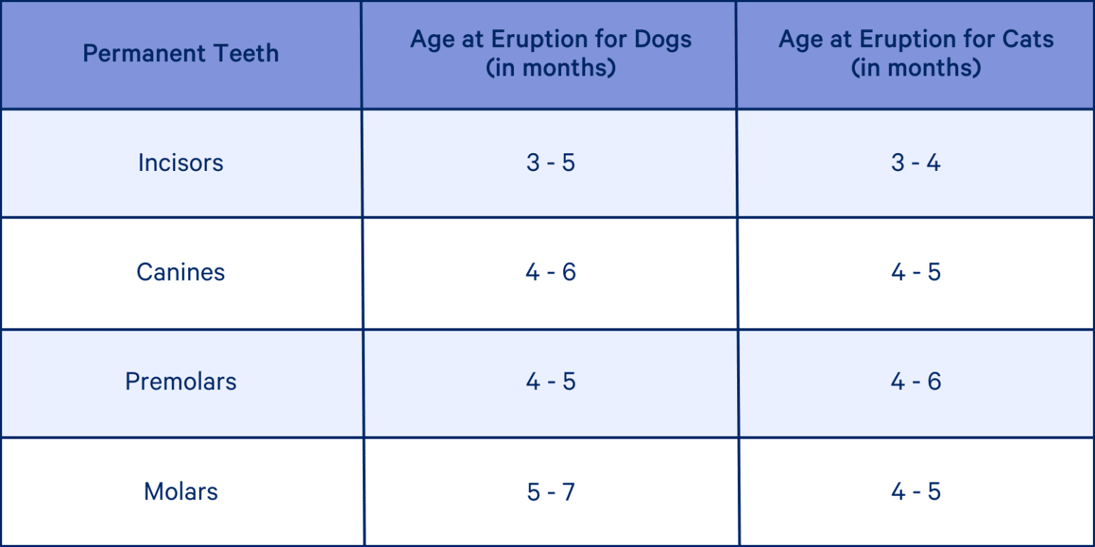 Deciduous (Baby) Teeth in Pets The Animal Medical Center
