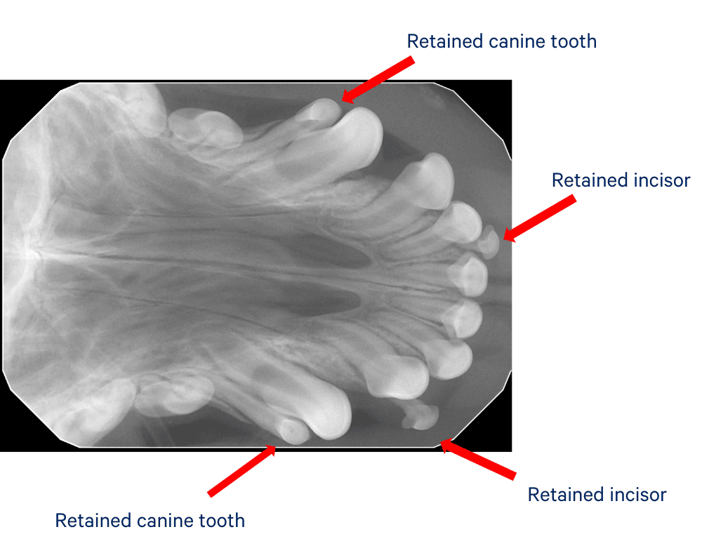 X-ray of dog with persistent deciduous teeth.