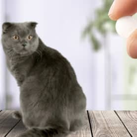 Cat and a pill