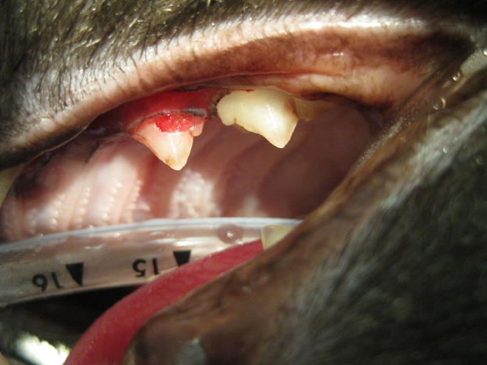 feline resorptive lesion