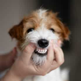 dog with teeth showing