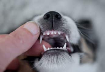 Puppy with baby teeth