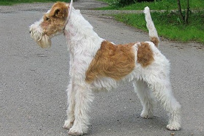 Wirehaired Fox Terrier