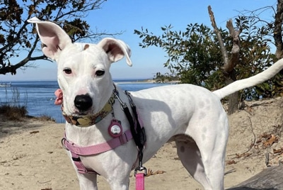 Arya at the beach