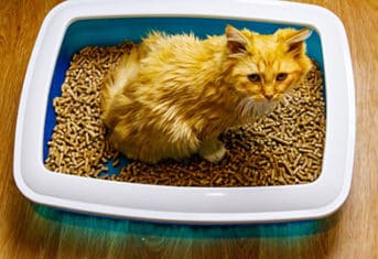 Cat in litterbox