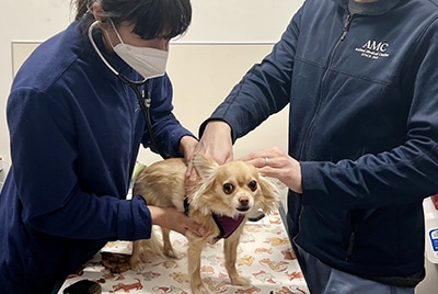 Veterinarian listens to a dog's heart