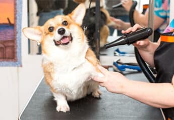 Dog grooming