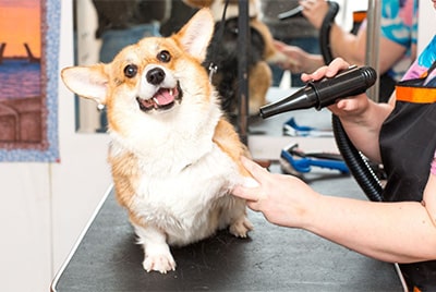 Dog grooming