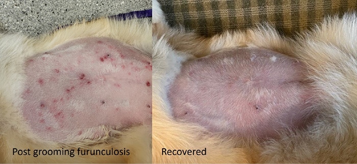 Image shows skin post grooming furunculosis, and image of the recovered skin
