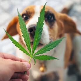 marijuana leaf and dog