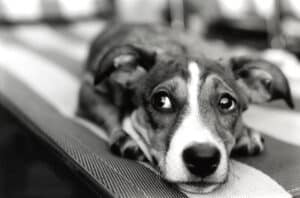Dog lying down