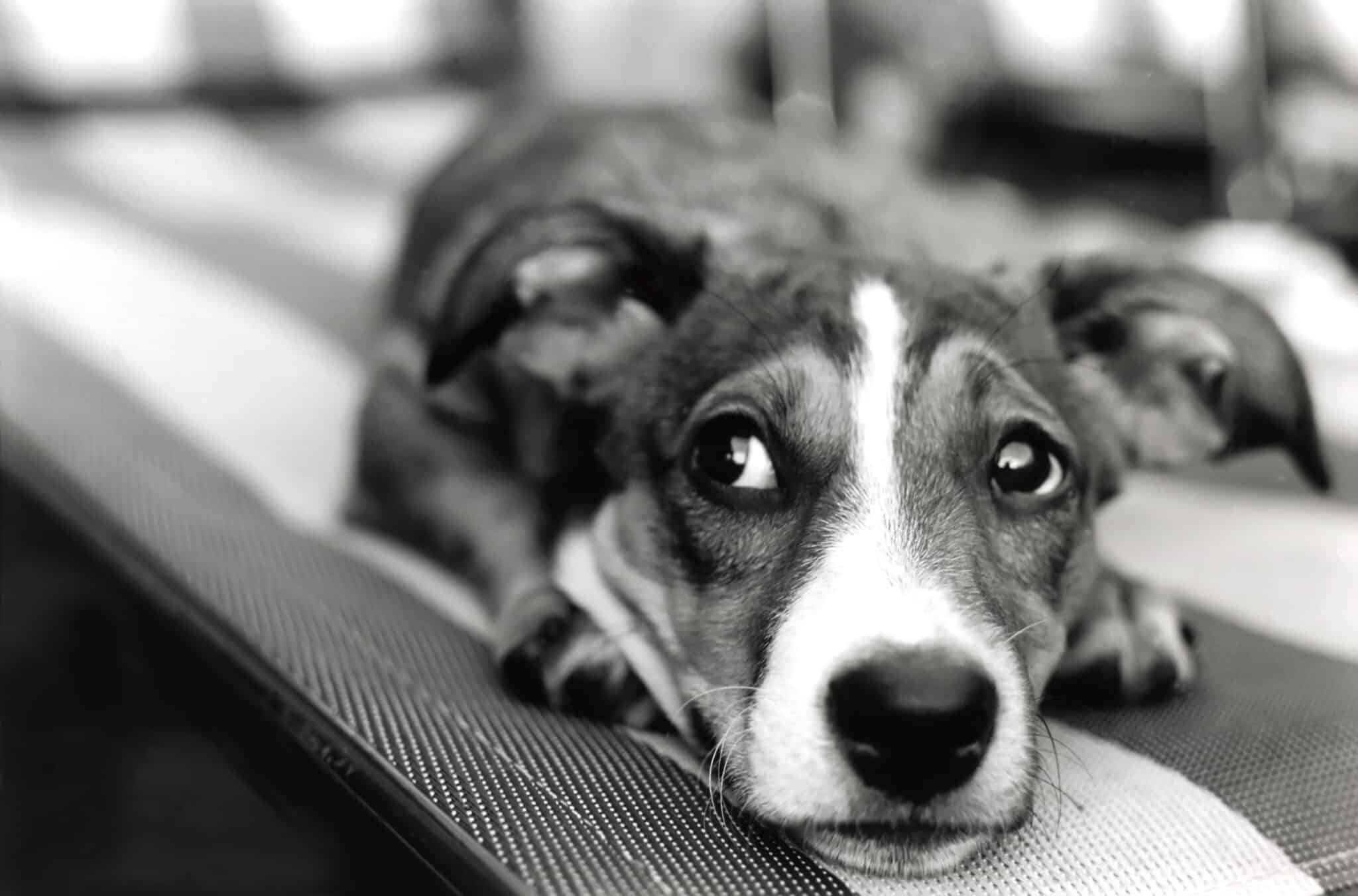 Dog lying down