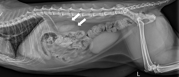 X ray showing cat kidneys