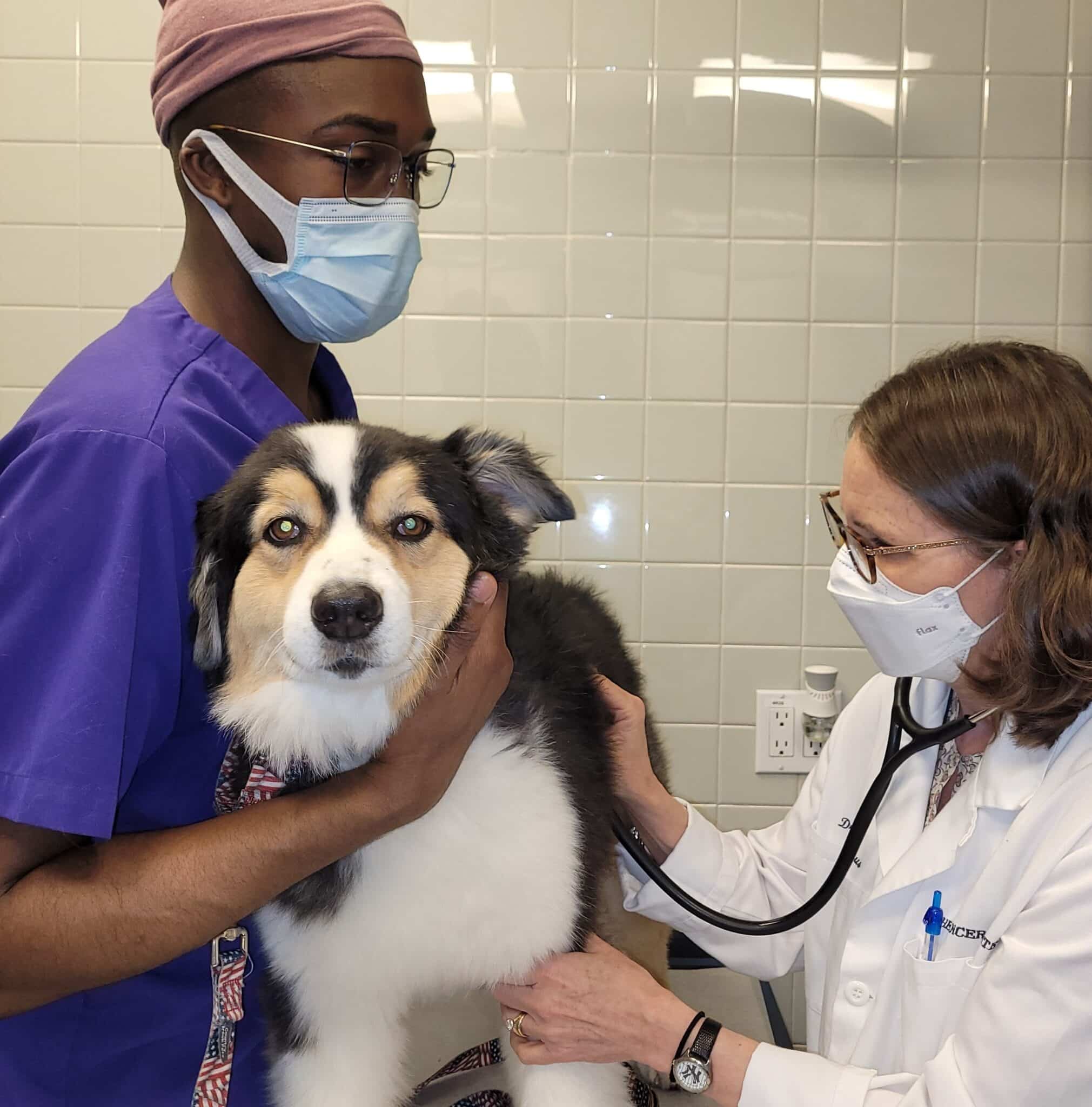 A veterinarian and a veterinary assistant examine a dog