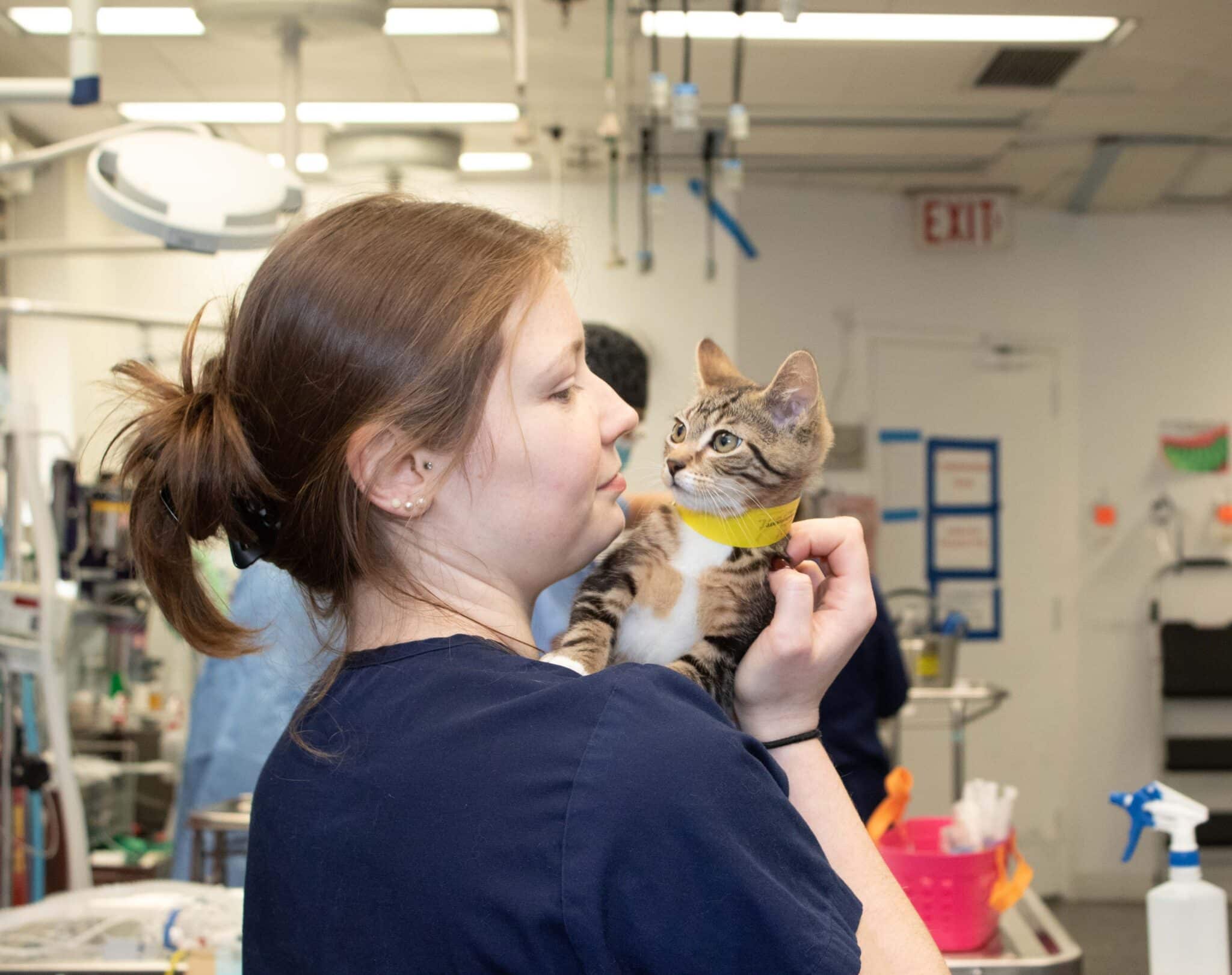 A woman with a small cat at the Schwarzman Animal Medical Center