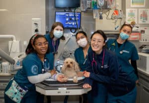 Veterinary Technician Interns around a small dog