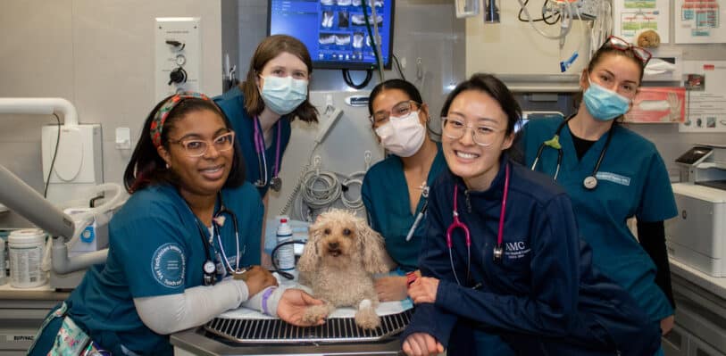 Veterinary Technician Interns around a small dog