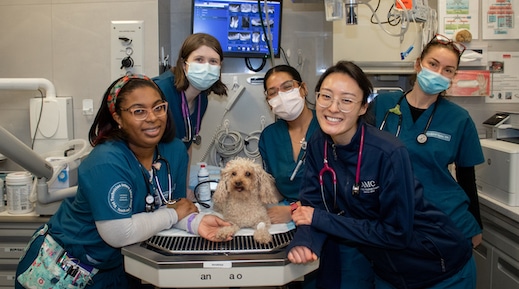 Veterinary Technician Interns around a small dog
