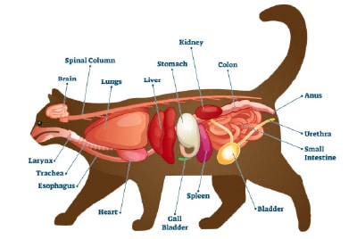 Anatomy of a cat
