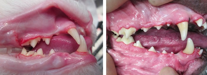 Cat and dog teeth