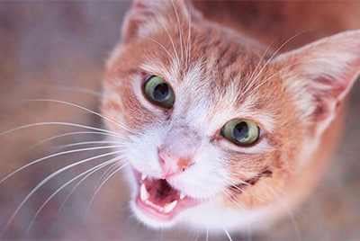 Cat showing teeth