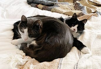 Cats on a bed