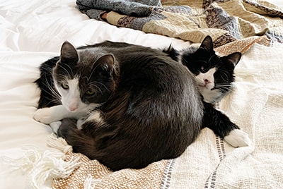 Woman Gets All 17 Cats and Dogs to Pose for Picture