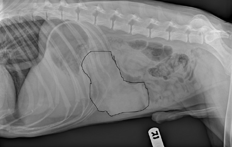 X-ray of a dog with a rare splenic tumor called hemophagocytic histiocytic sarcoma