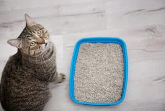 A cat sitting next to a litter box.