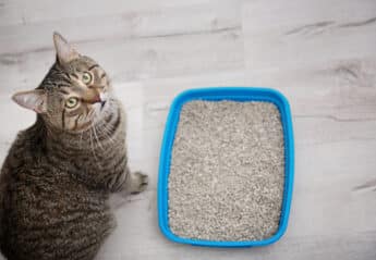 A cat sitting next to a litter box.