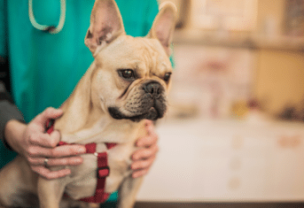 French bulldog being examined by a veterinarian.