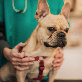 A French bulldog at the vet
