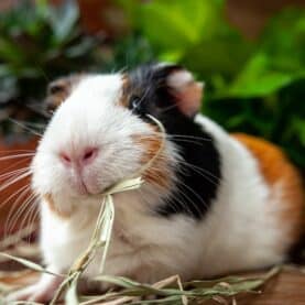 A Guinea pig eating hay