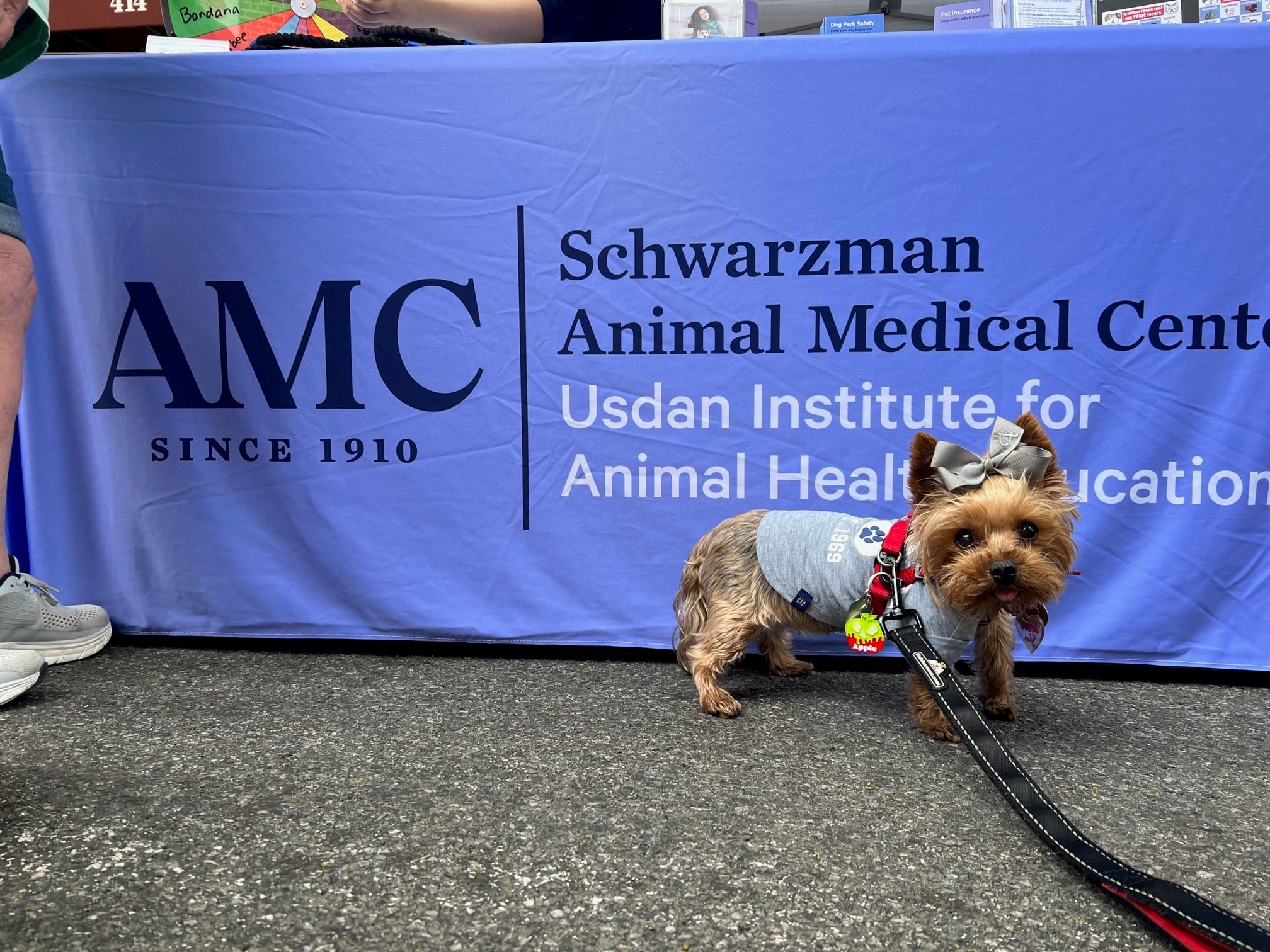 A small dog wearing a bow standing in front of AMC's table at the Muddy Paws Block Party.