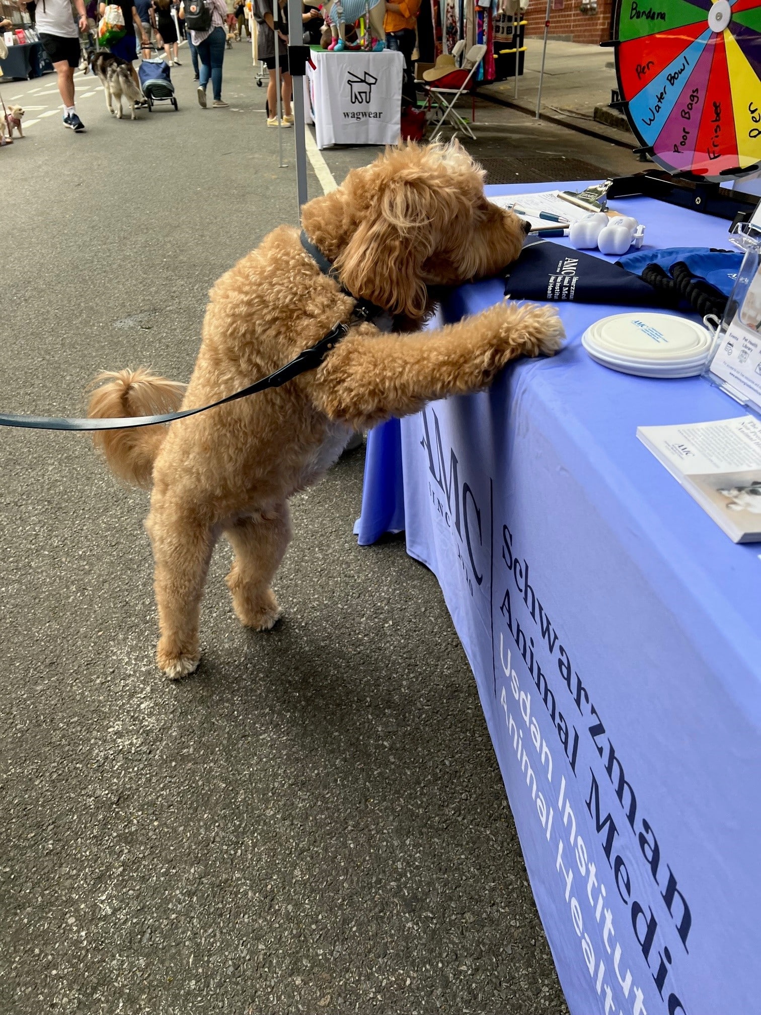 A dog standing on its hind legs at AMC's table at the Muddy Paws Block Party.
