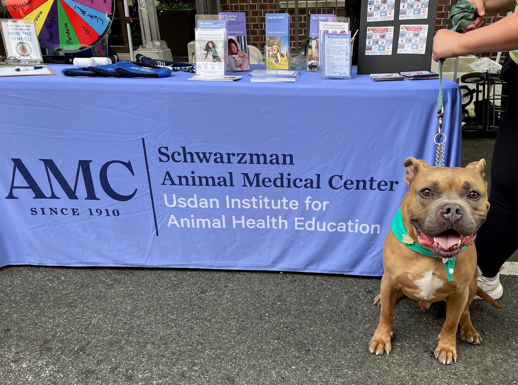 Dog sitting in front of AMC's table at the Muddy Paws Block Party.