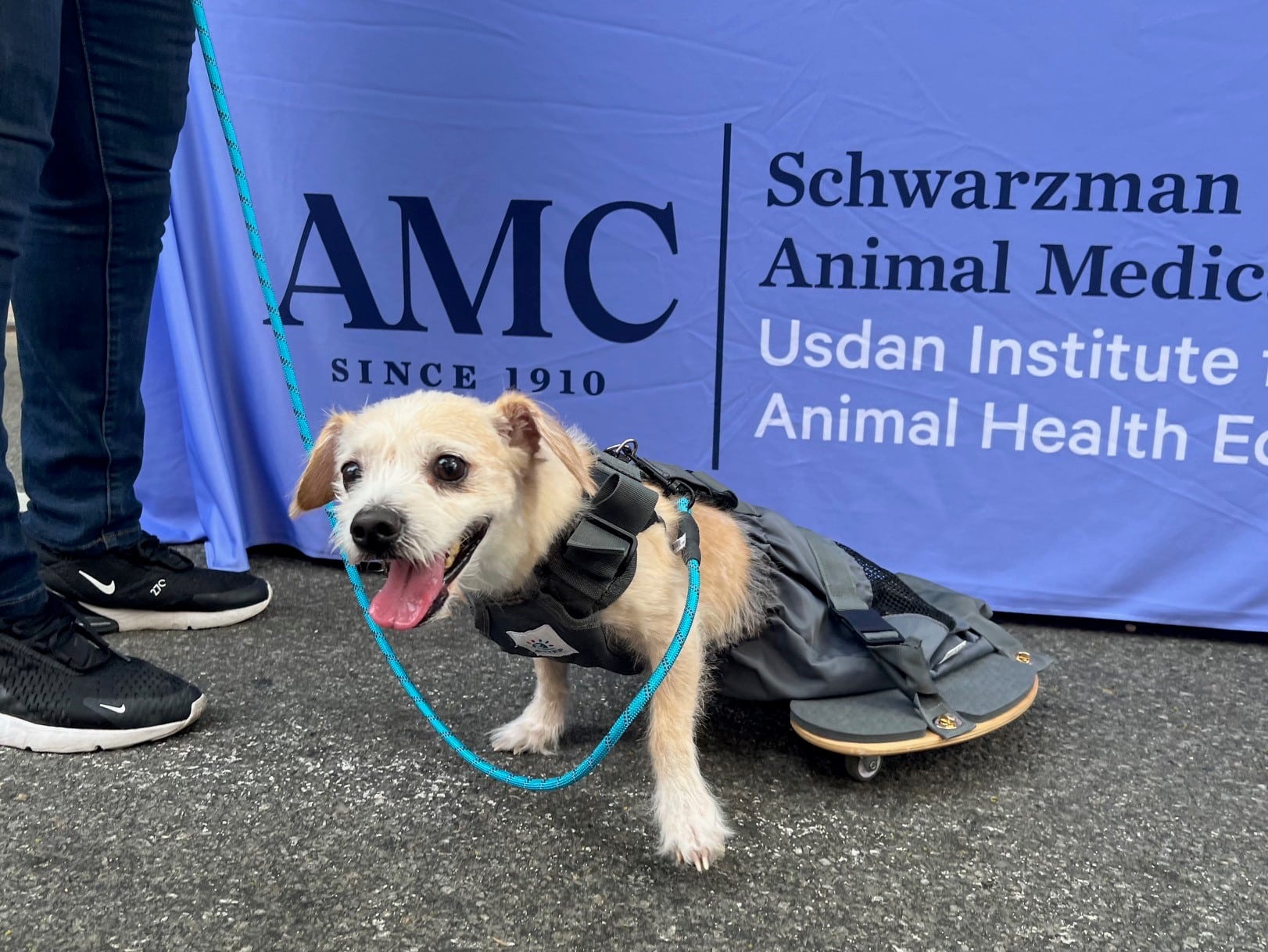 A dog with a wheelchair for its hind legs sits in front of AMC's table at the Muddy Paws Block Party.