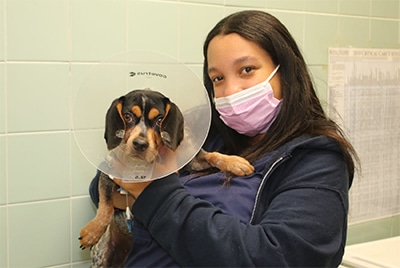 AMC patient wearing an e-collar