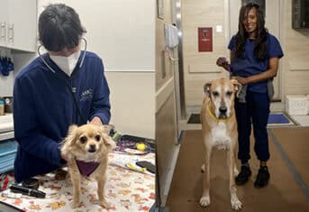 Chihuahua with a veterinarian and a great dane with a veterinary assistant