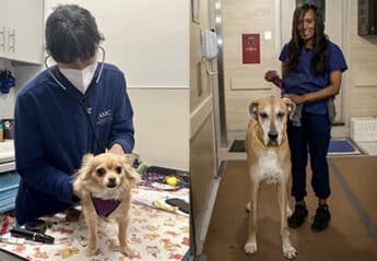 Chihuahua with a veterinarian and a great dane with a veterinary assistant